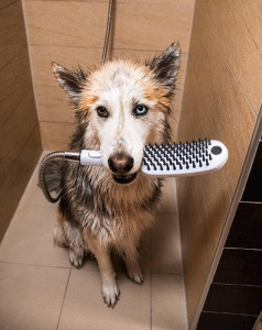 Ручной душ Hansgrohe DogShower 26640670 для собак Черный