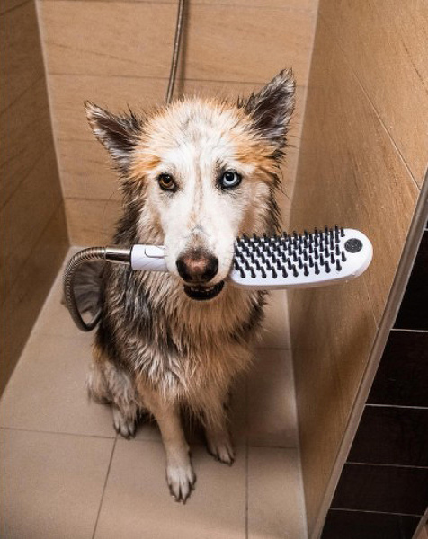 Ручной душ Hansgrohe DogShower 26640540 для собак Бирюзовый