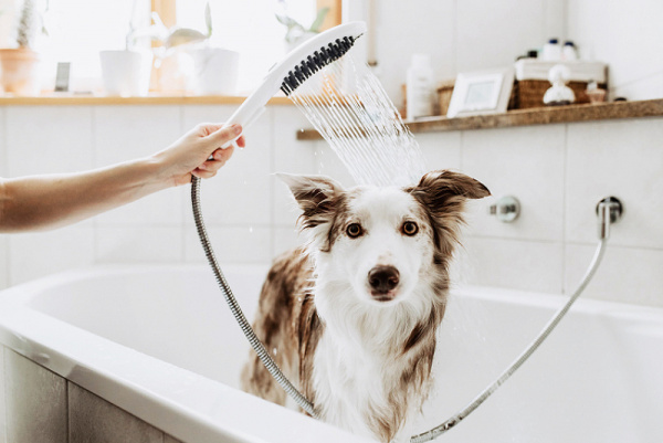 Ручной душ Hansgrohe DogShower 26640560 для собак Розовый